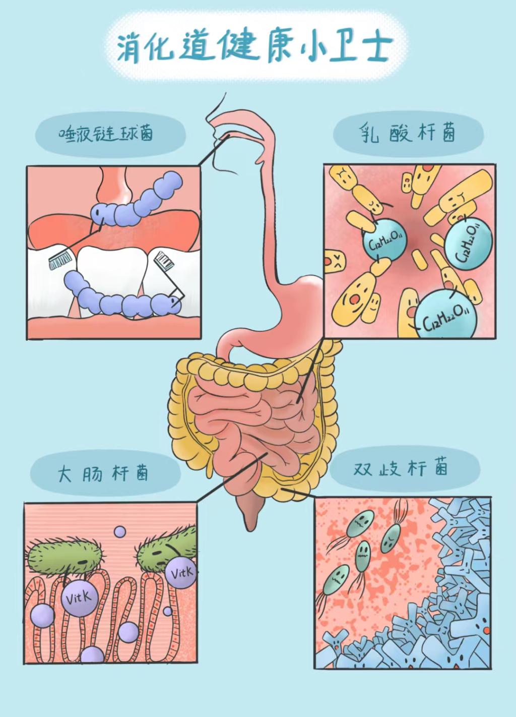 消化道健康小卫士 微生物